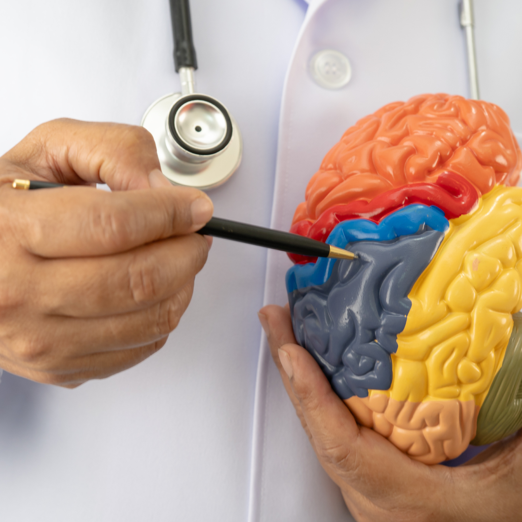 Doctor holding a colorful mock brain, pointing at it with a pen
